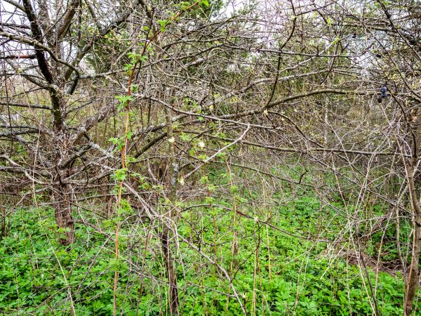 Underbrush Clearing in Panama City Beach