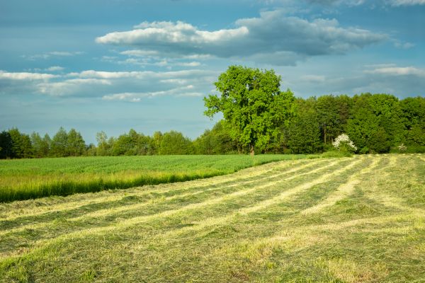 Cost of Vegetation Removal in Panama City Beach