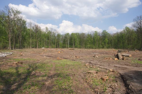 Pasture Clearing in Panama City Beach