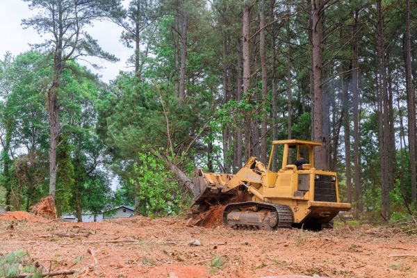Forest Thinning in Panama City Beach