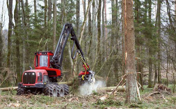 Forest Clearance Service in Panama City Beach