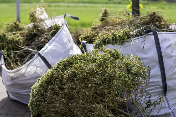 Cost of Bushes Clearing in Panama City Beach