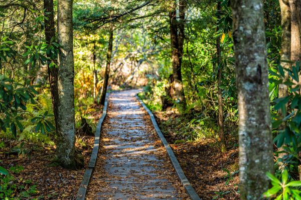 Cost of Trail Clearing in Panama City Beach