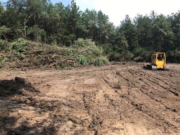 Thicket Clearing in Panama City Beach